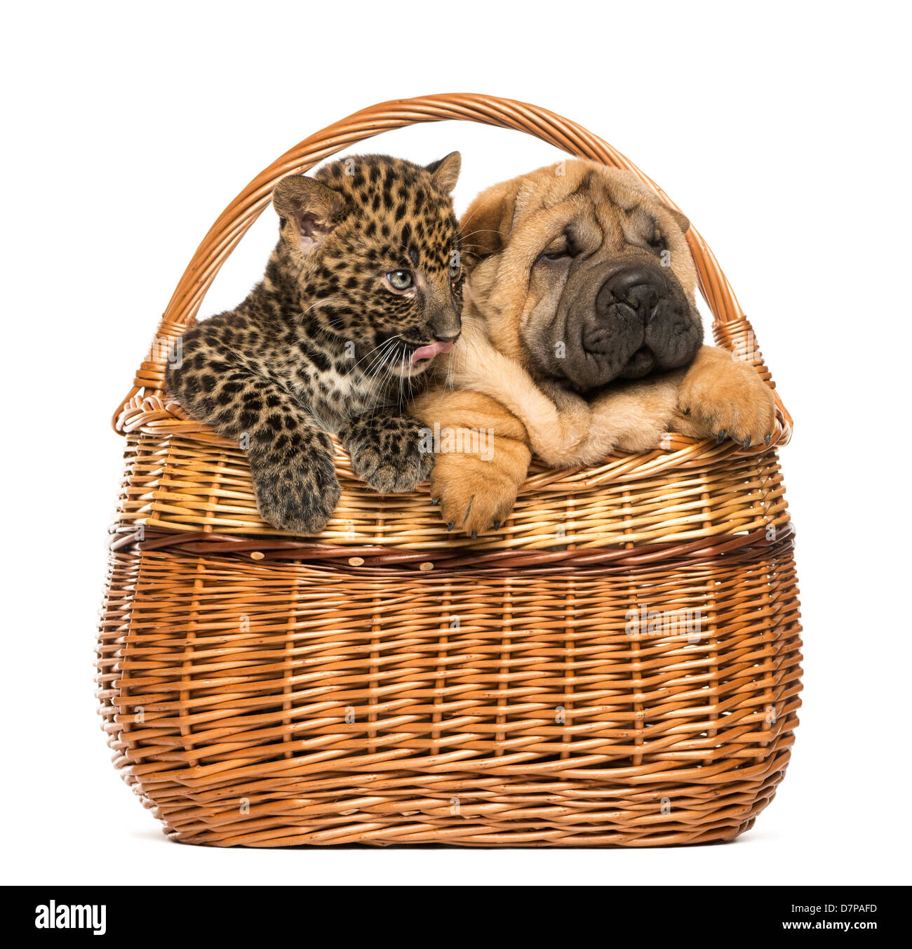 Shar Pei cucciolo e Spotted Leopard cub in un cesto di vimini contro uno sfondo bianco Foto Stock