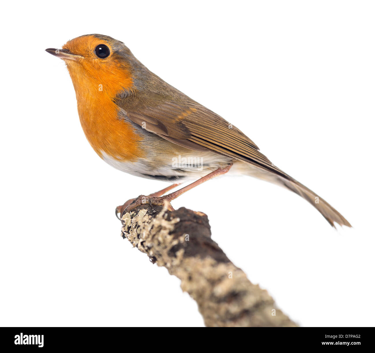 Unione Robin, Erithacus rubecula, appollaiato su un ramo contro uno sfondo bianco Foto Stock