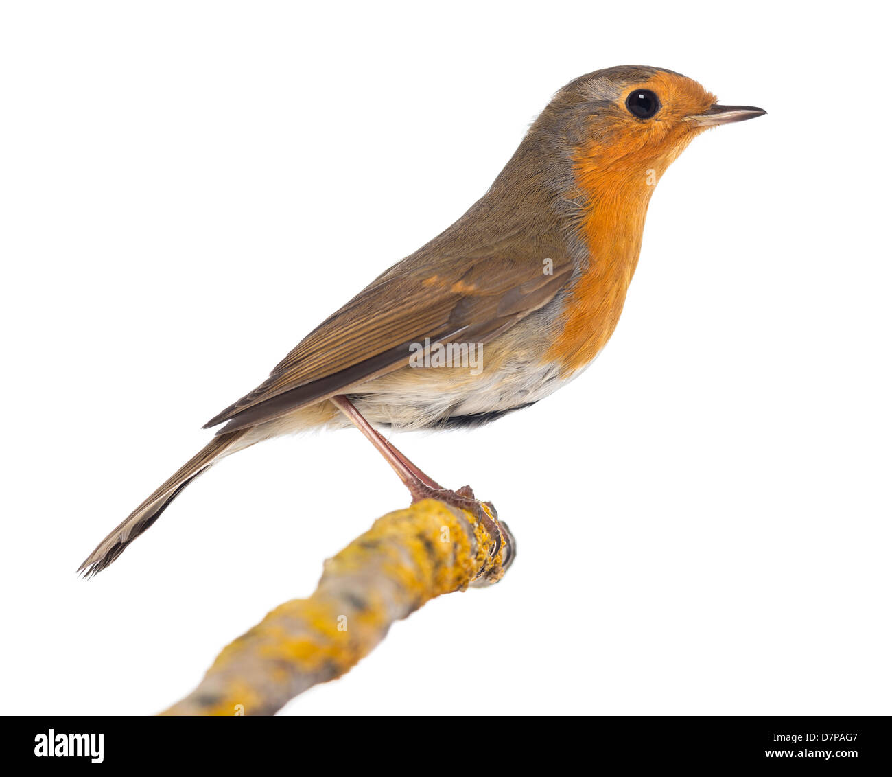 Unione Robin, Erithacus rubecula, appollaiato su un ramo contro uno sfondo bianco Foto Stock