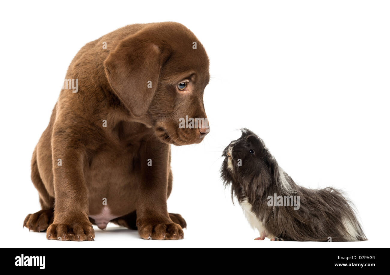 Il Labrador Retriever cucciolo guardando verso il basso in corrispondenza di una cavia contro uno sfondo bianco Foto Stock Il Labrador Retriever cucciolo guardando verso il basso in corrispondenza di una cavia contro uno sfondo bianco Foto Stock