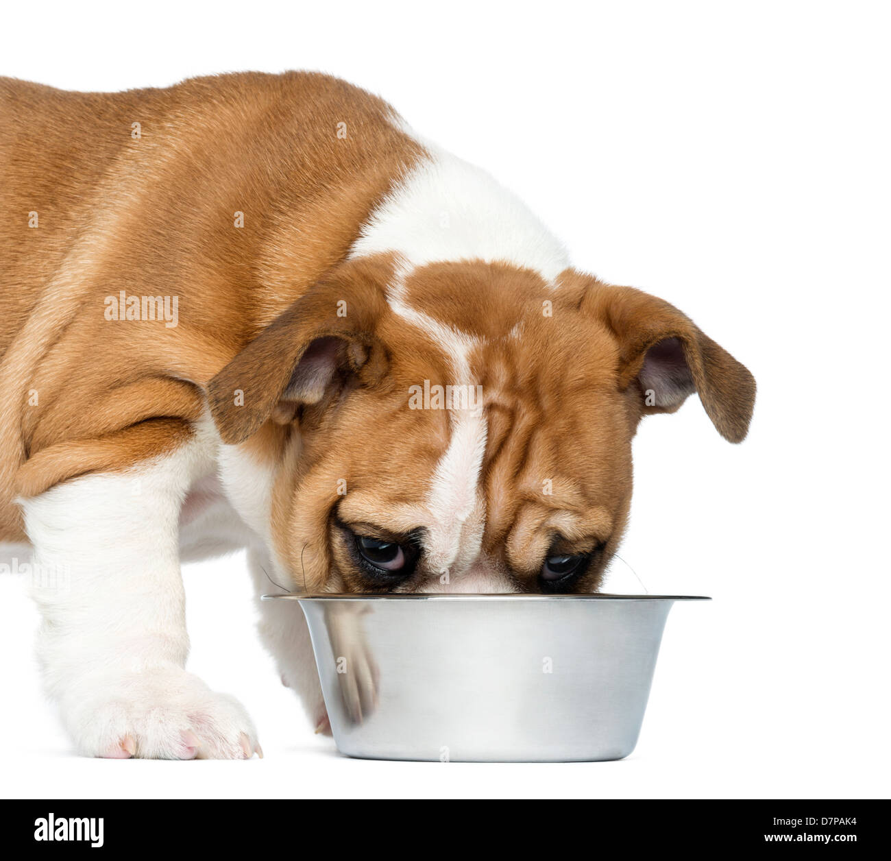 Close-up di un Bulldog Inglese cucciolo, 2 mesi di età, alimentazione da polveri metalliche dog bowl contro uno sfondo bianco Foto Stock