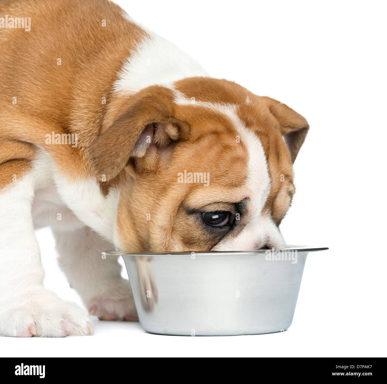 Close-up di un Bulldog Inglese cucciolo, 2 mesi di età, alimentazione da polveri metalliche dog bowl contro uno sfondo bianco Foto Stock