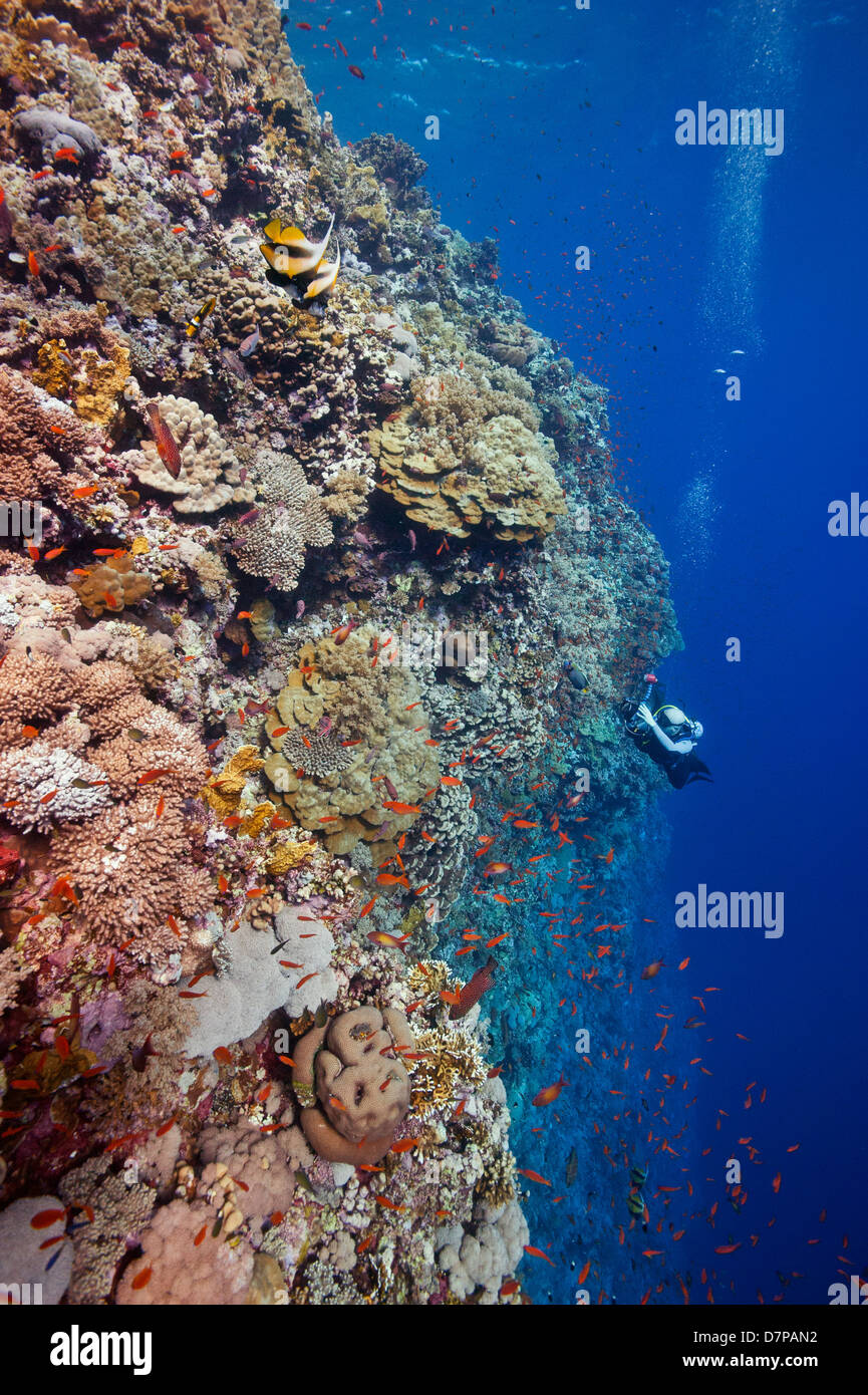 Un subacqueo ad esplorare e fotografare la incontaminata e drammatica Elphinstone reef parete Red sea Egypt Foto Stock