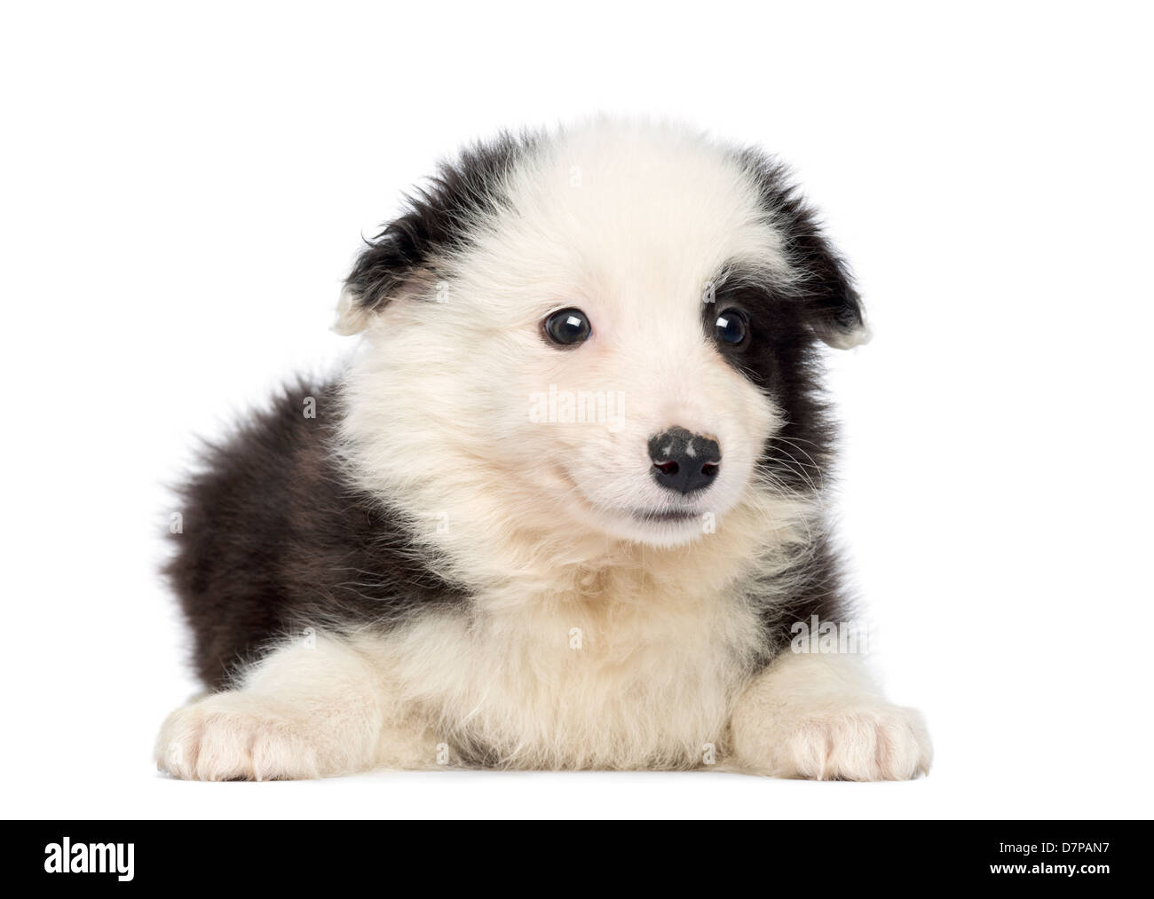 Border Collie cucciolo, 2 mesi di età, disteso di fronte a uno sfondo  bianco Foto stock - Alamy