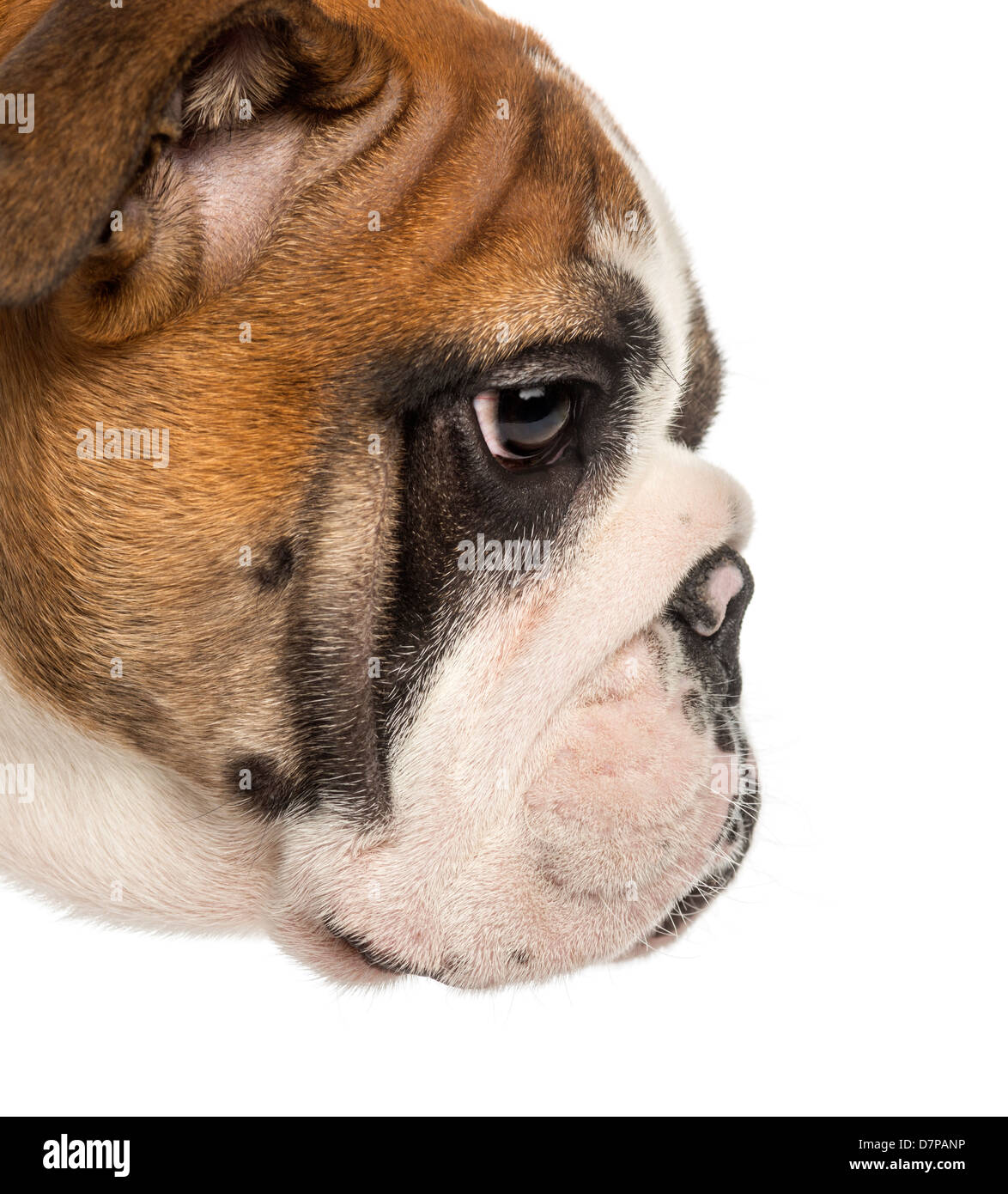 Close-up di Bulldog inglese cucciolo di profilo, 3,5 mesi, contro uno sfondo bianco Foto Stock