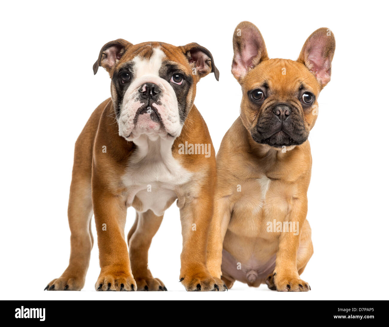 French bulldog puppies immagini e fotografie stock ad alta risoluzione -  Alamy