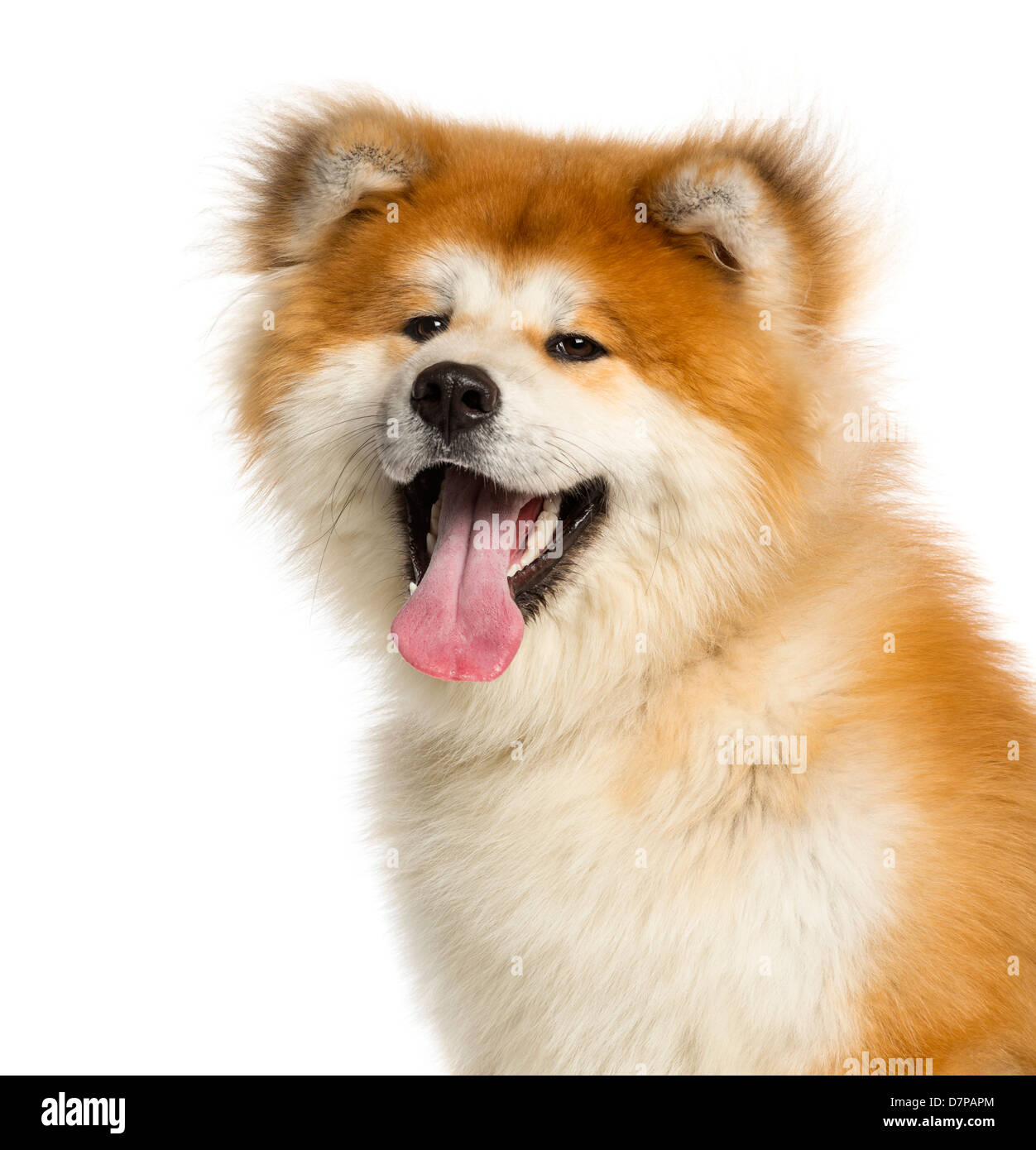 Close-up di Akita Inu, 1 anno di età, contro uno sfondo bianco Foto Stock