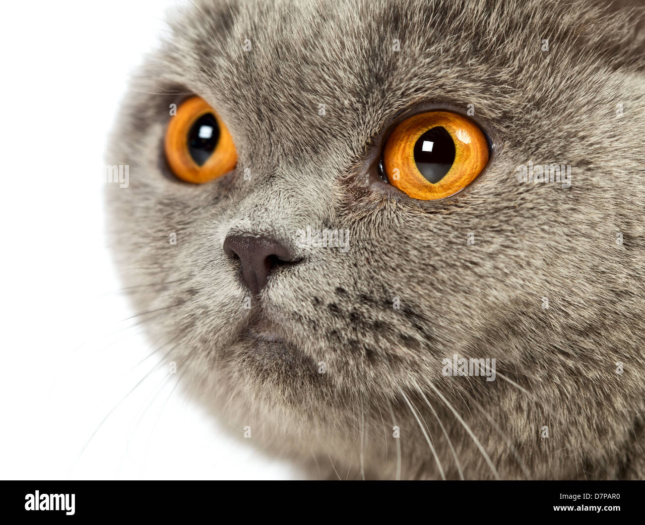 Blue British Shorthair cat, close up ritratto Foto Stock