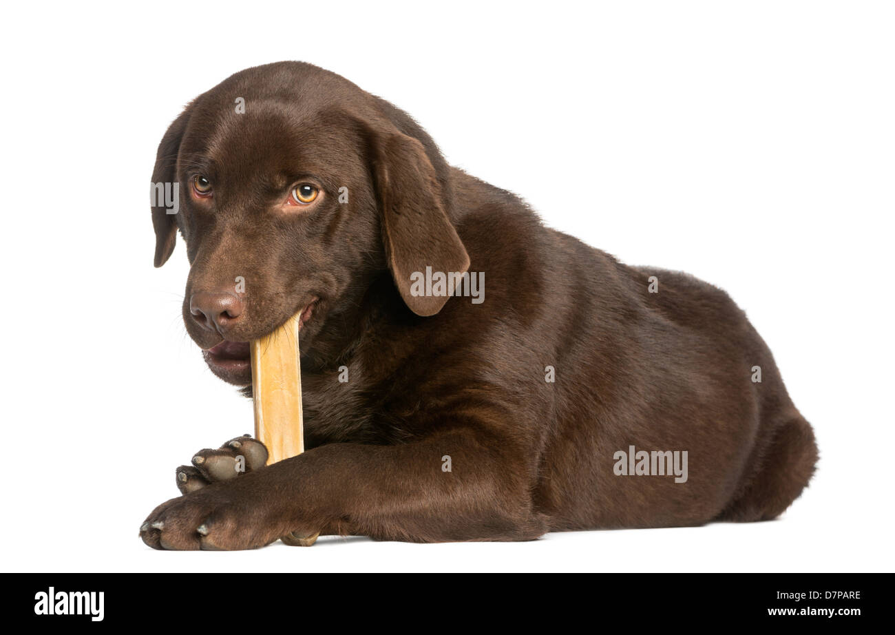 Il cioccolato Labrador, 7 mesi, giacenti e masticare un osso di cane contro uno sfondo bianco Foto Stock