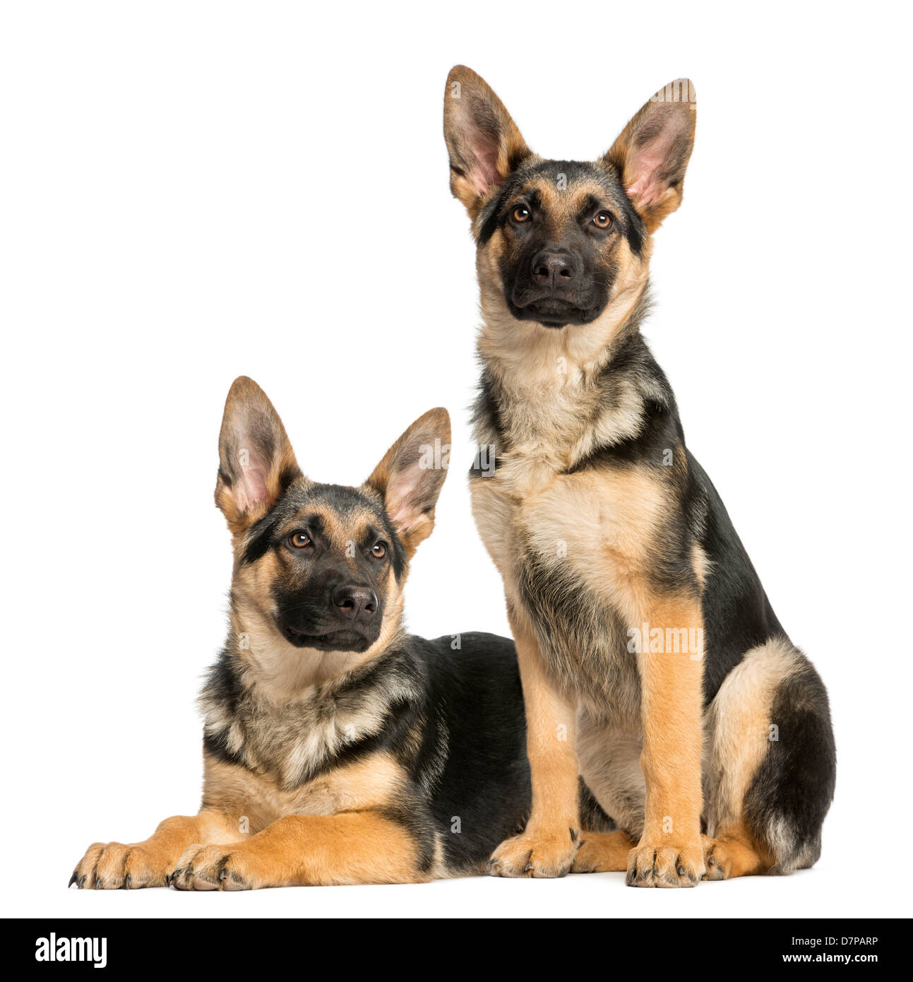 Due giovani cani pastore tedesco sdraiato e seduto contro uno sfondo bianco Foto Stock