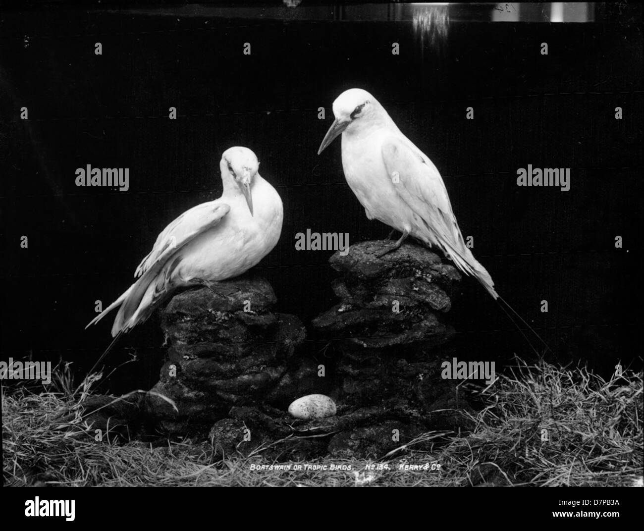 Boatswain o uccelli tropic Foto Stock