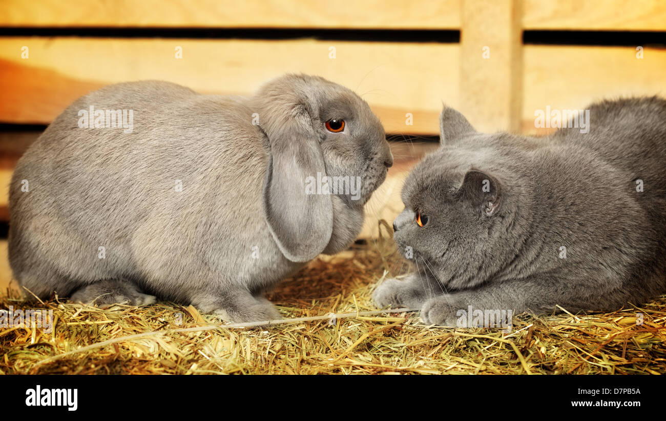 British Shorthair cat e lop coniglio nel fienile Foto Stock