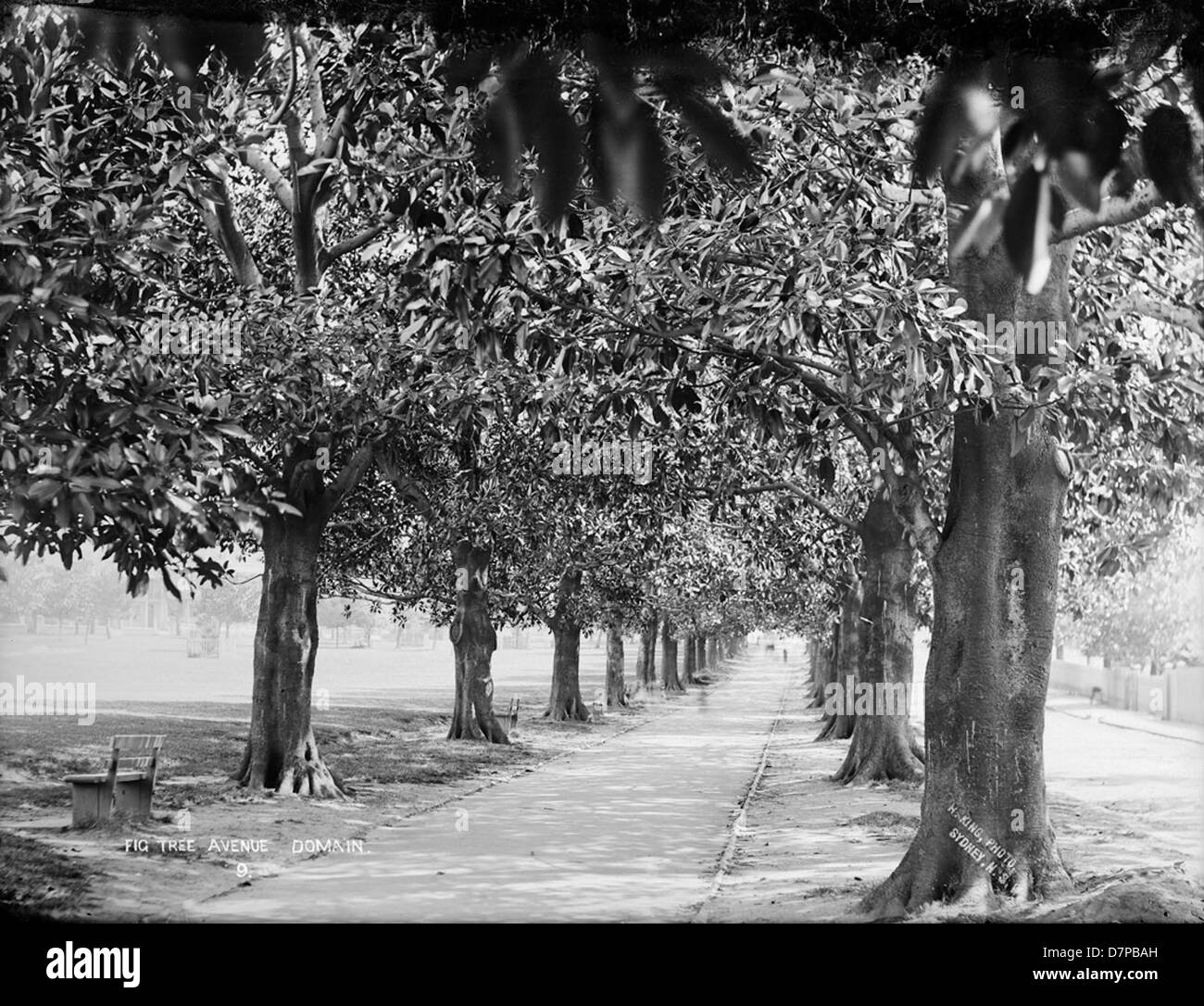 Fig Tree Avenue, dominio Foto Stock