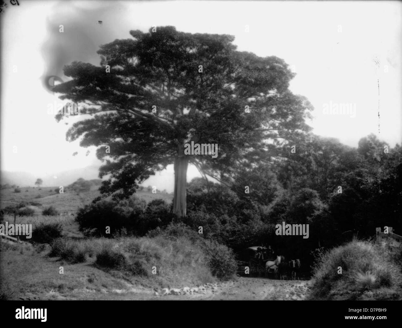 Questa fotografia in bianco e nero raffigura un albero di fico a Kembla, Australia. L'immagine mette in evidenza il paesaggio naturale, mostrando le caratteristiche distintive dell'albero di fico nell'ambiente australiano. Foto Stock