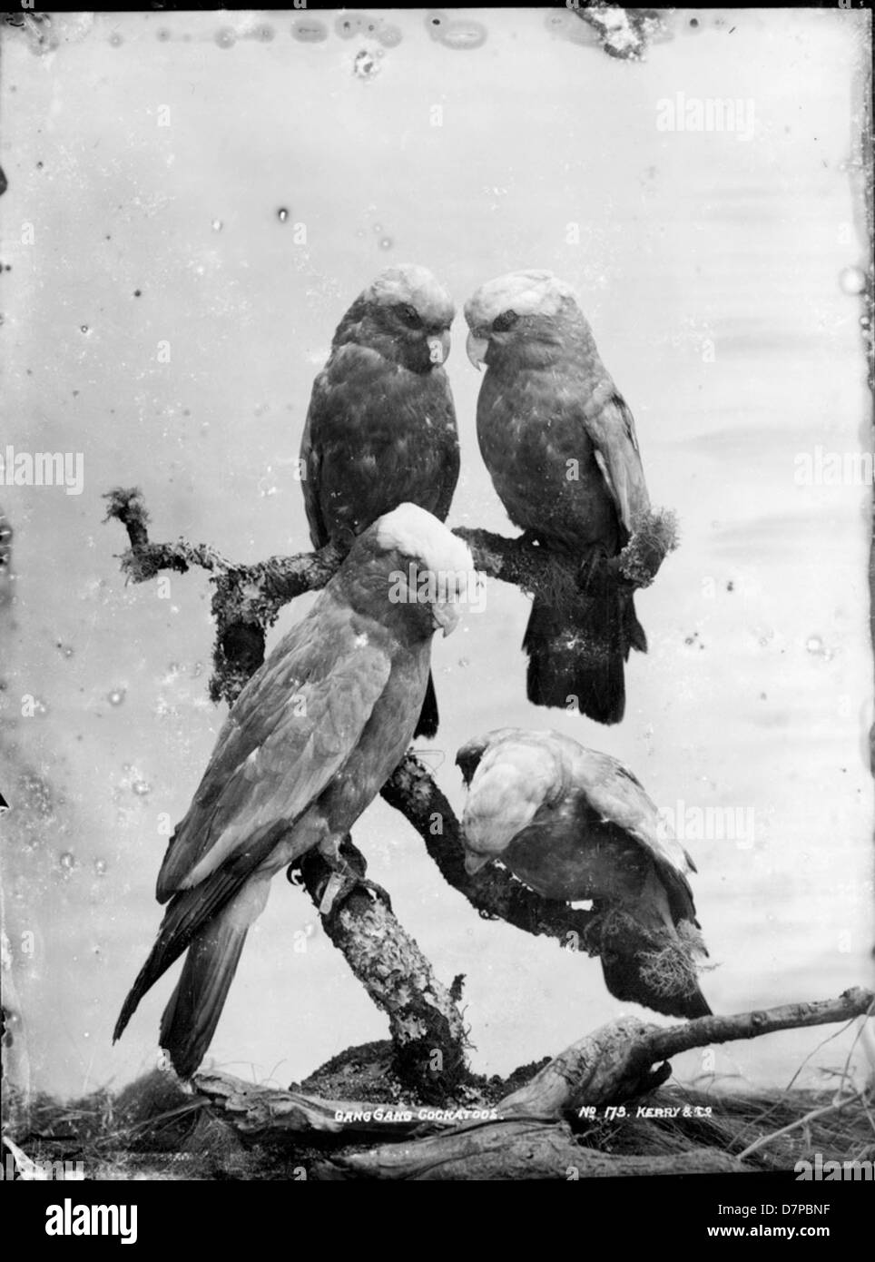 Questa fotografia in bianco e nero cattura i Cockatoos delle gang di Gang, noti per i loro diversi modelli di piume e habitat, insieme ad altre specie australiane come il Galah e il Cockatoo con petto di rosa. L'immagine mette in risalto il loro ambiente naturale in una collezione museale. Foto Stock