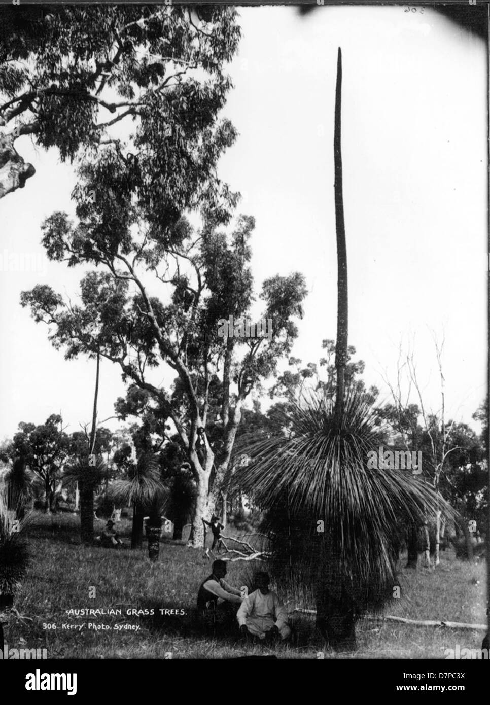 Gli alberi d'erba australiani, che si trovano in varie regioni dell'Australia, sono piante uniche conosciute per la loro longevità e l'aspetto distintivo. Queste piante sono presenti nella collezione botanica del Powerhouse Museum, evidenziando la loro importanza nella flora australiana. Foto Stock