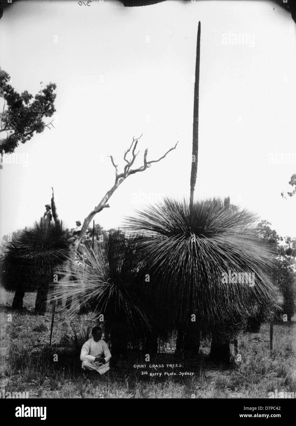 Una fotografia di alberi giganti in fiore, scattata al Powerhouse Museum. Queste piante native australiane, note per il loro aspetto unico, sono raffigurate in piena fioritura, mostrando le loro distinte punte di fiore. Foto Stock