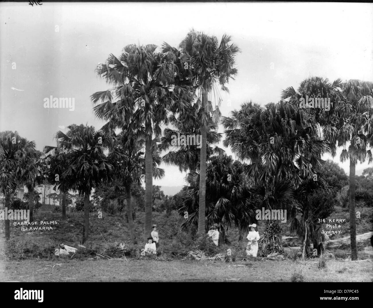 L'Illawarra Cabbage Palm, presente nella collezione del Powerhouse Museum, è un'iconica pianta australiana nota per il suo aspetto sorprendente e la sua resilienza. È stato un simbolo significativo nella storia naturale della regione. Foto Stock