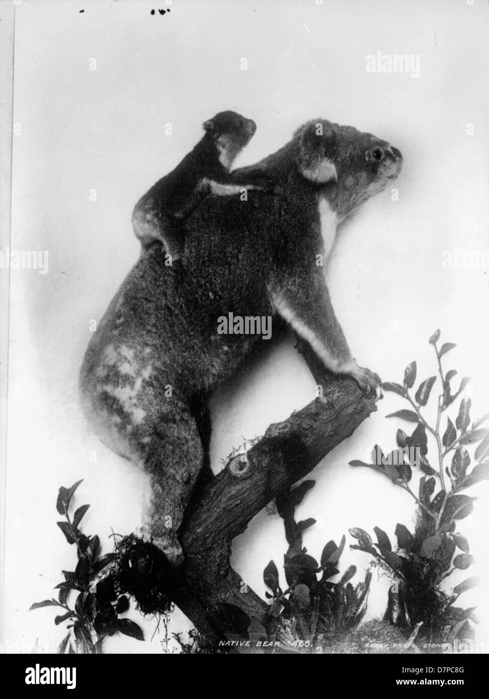 Una mostra di koala farciti al Powerhouse Museum, con un baby koala (Phascolarctos cinereus) in un ambiente diorama. Il koala, un marsupiale nativo australiano, è in posa aleratamente mentre è in piedi. La mostra mette in risalto questo iconico animale, spesso definito "l'orso nativo" dell'Australia. Foto Stock