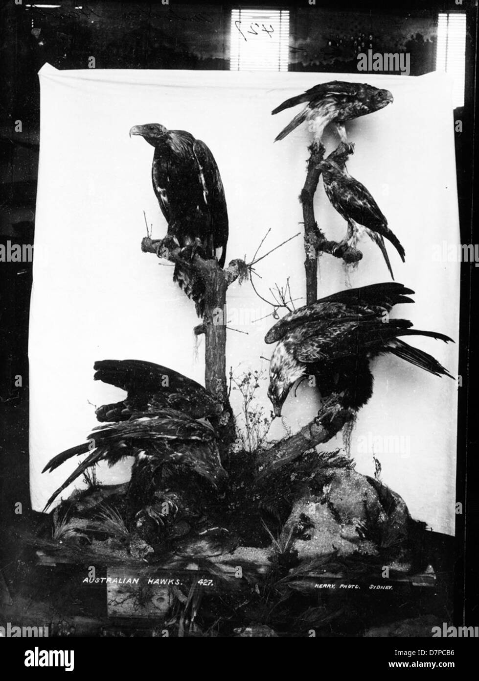 La collezione del Powerhouse Museum presenta falchi e avvoltoi australiani, uccelli rapace che svolgono un ruolo nell'ecosistema, presentando le loro caratteristiche distintive. Foto Stock
