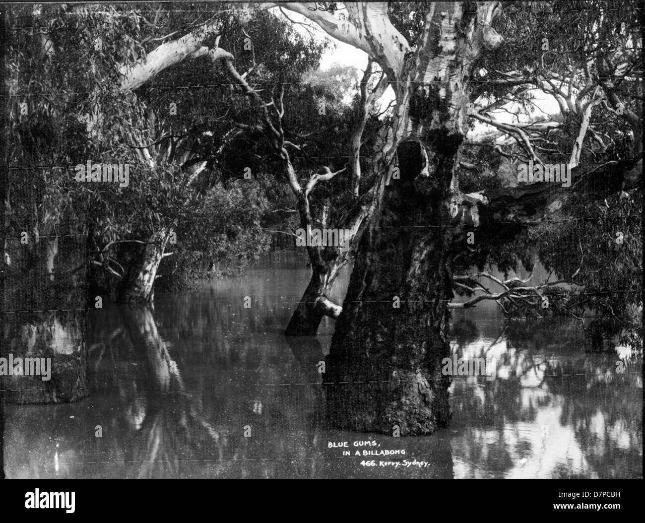 L'immagine cattura le gengive blu in un billabong a Billabong Point d'eau, evidenziando l'ecosistema unico della zona. Queste gomme blu sono originarie dell'Australia, con il Powerhouse Museum che ospita questa opera d'arte che documenta la bellezza naturale della regione. Foto Stock