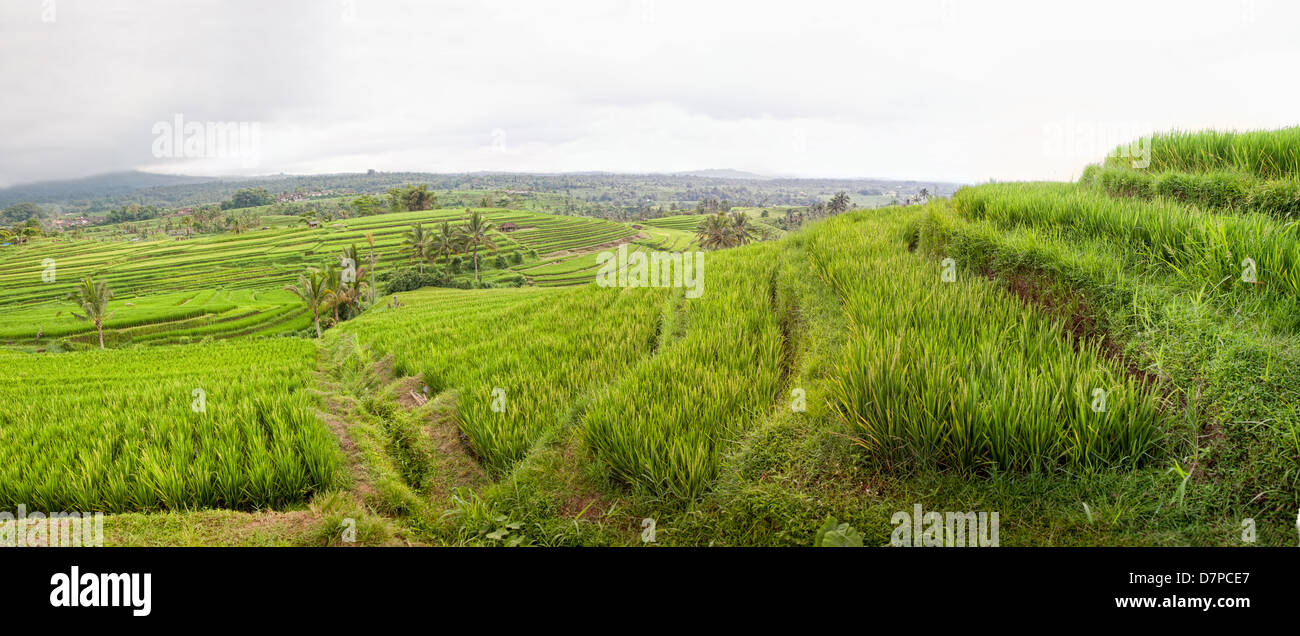 Vista panoramica di Jatiluwih campo di riso terrazze, Bali, Indonesia Foto Stock