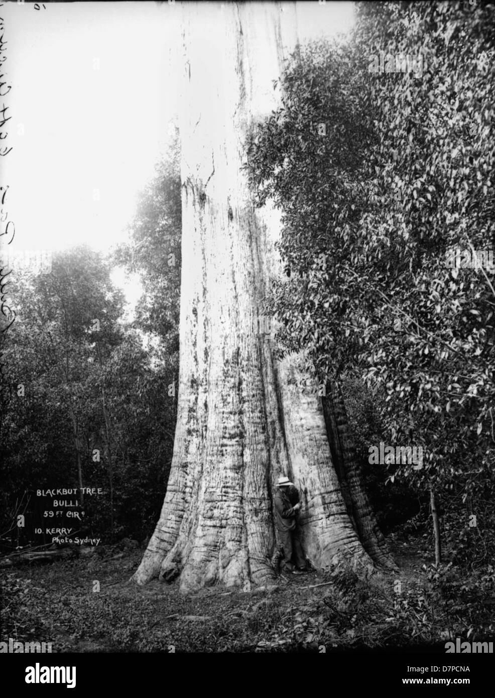 L'albero Blackbut esposto al Bulli Powerhouse Museum simboleggia la flora locale e il significato ambientale del paesaggio australiano. Questo pezzo riflette la bellezza naturale della regione. Foto Stock