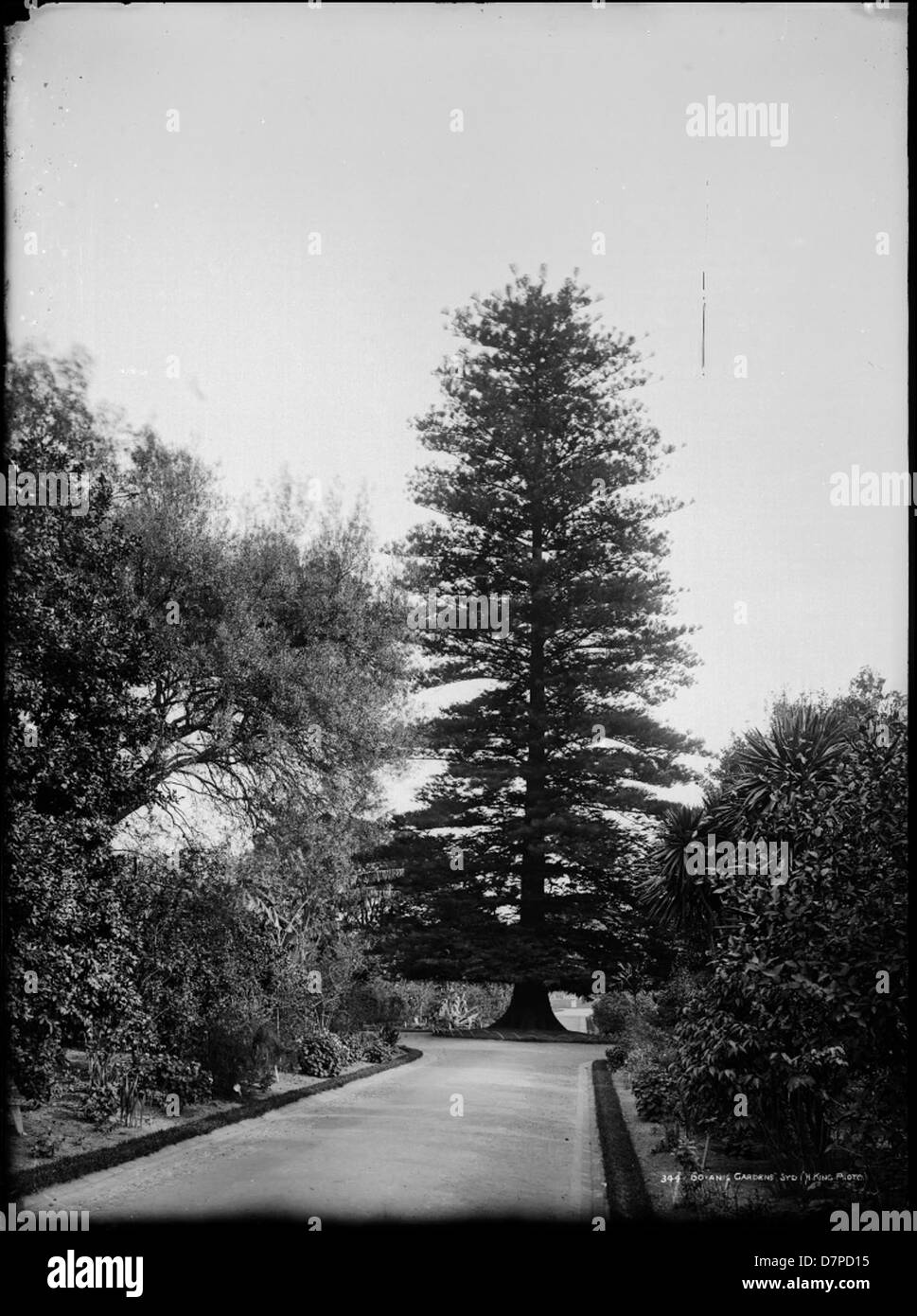 L'albero di Araucaria, parte della famiglia delle Araucariaceae, è presente ai Royal Botanic Gardens di Sydney. Questo albero iconico, noto per il suo aspetto distintivo, fa parte della variegata collezione di piante dei giardini, che mostra la ricca biodiversità dell'Australia. Foto Stock