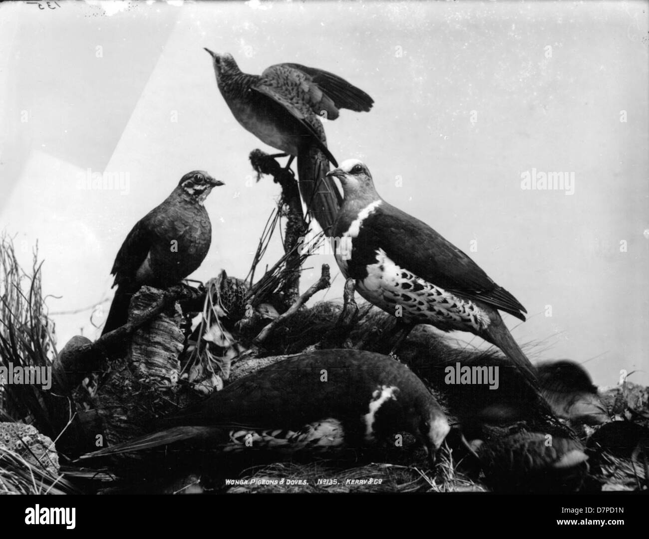 Wonga piccioni e colombe Foto Stock