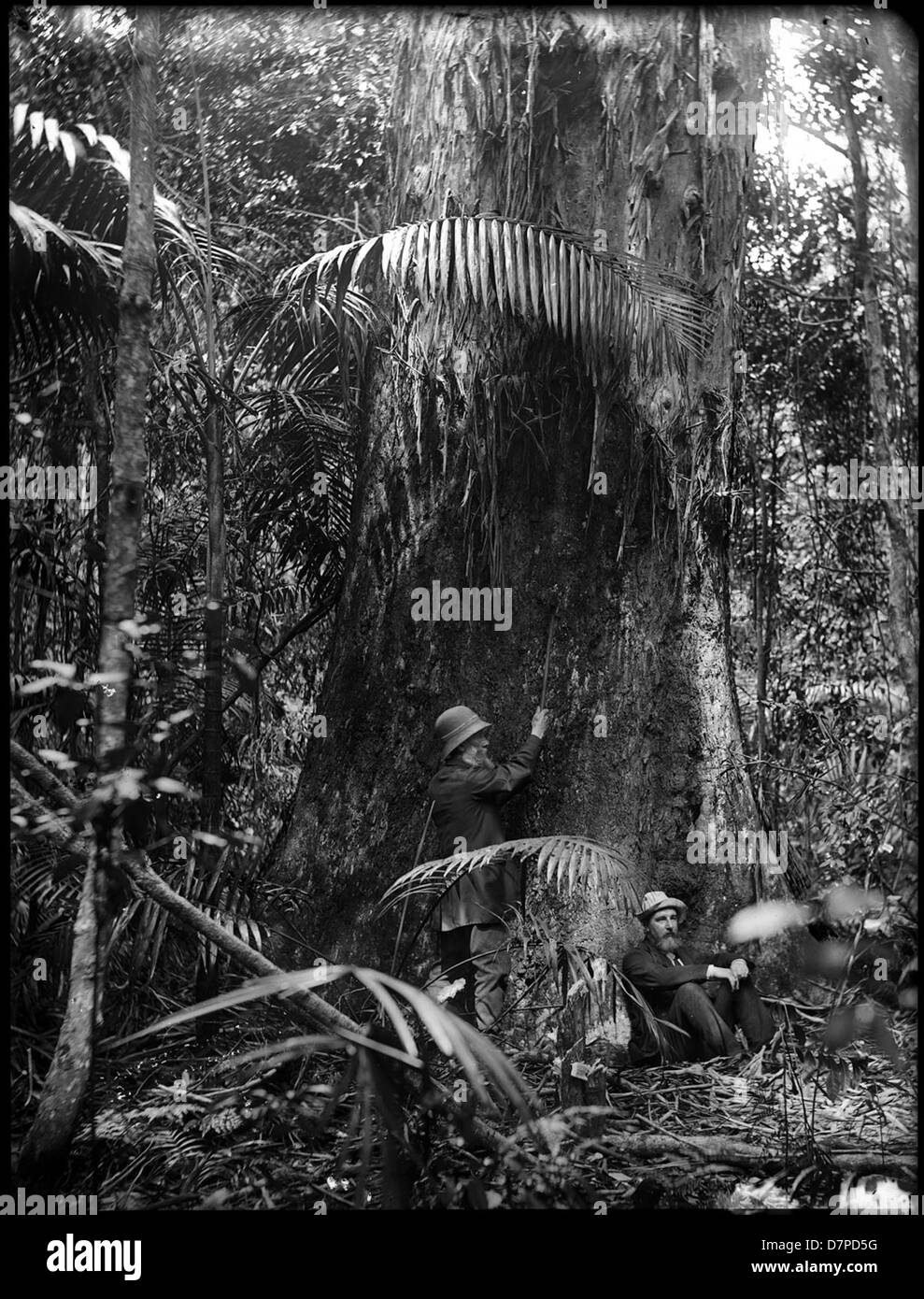 L'albero gengivale gigante in mostra al Powerhouse Museum di Gosford è un esemplare naturale notevole, che rappresenta la flora delle foreste australiane. L'albero è una parte significativa della collezione del museo e mette in evidenza la biodiversità australiana. Foto Stock