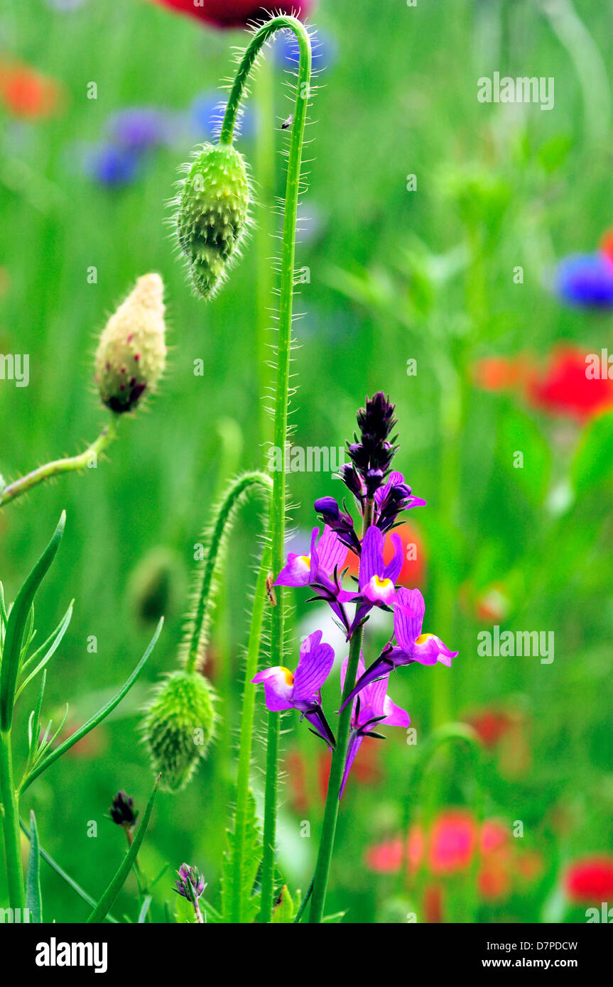 Campo selvatiche di fiori misti ,selezionato per attirare gli insetti. Foto Stock