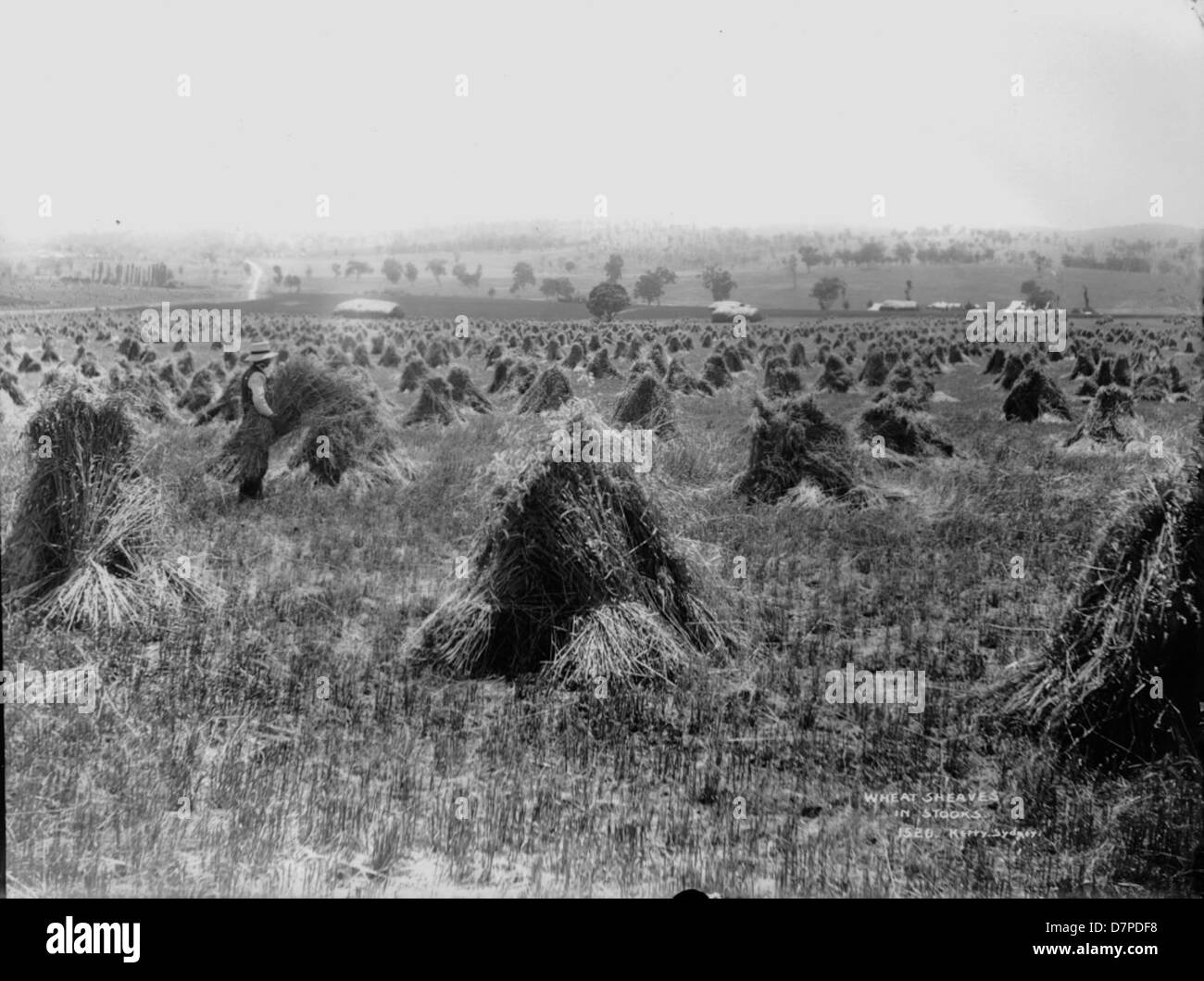 Covoni di grano in stooks Foto Stock