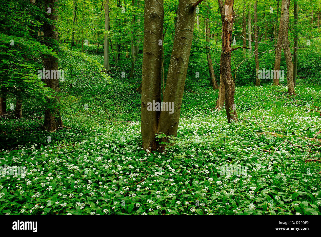 Ramsons (Allium ursinum), Ramson campo nel bosco di latifoglie, Baerlauch (Allium ursinum), Baerlauchfeld Laubwald im Foto Stock