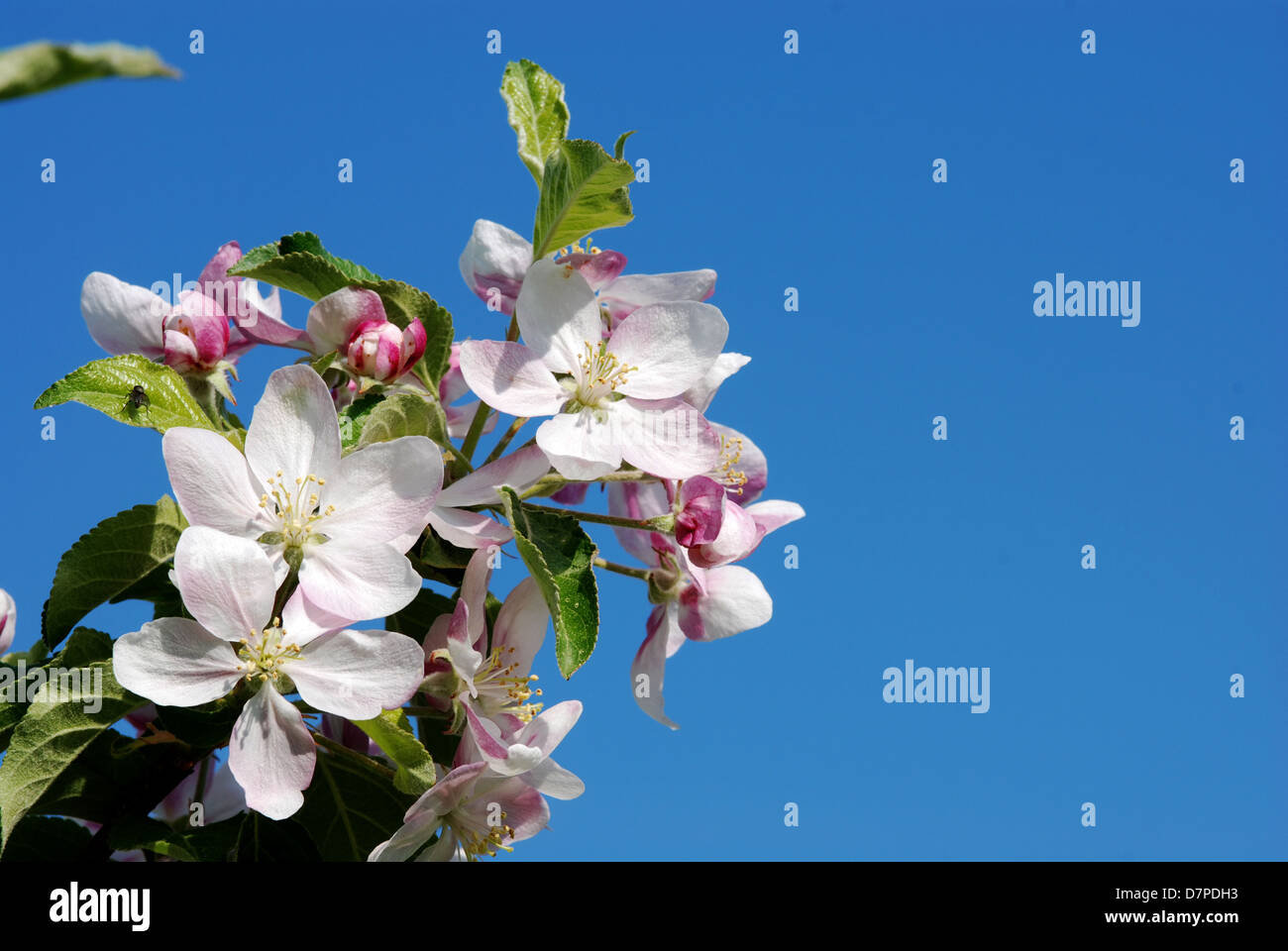 Apple Blossom fiore del melo in vista ravvicinata, Apfelbluete, Bluete des Apfelbaumes in Nahansicht Foto Stock