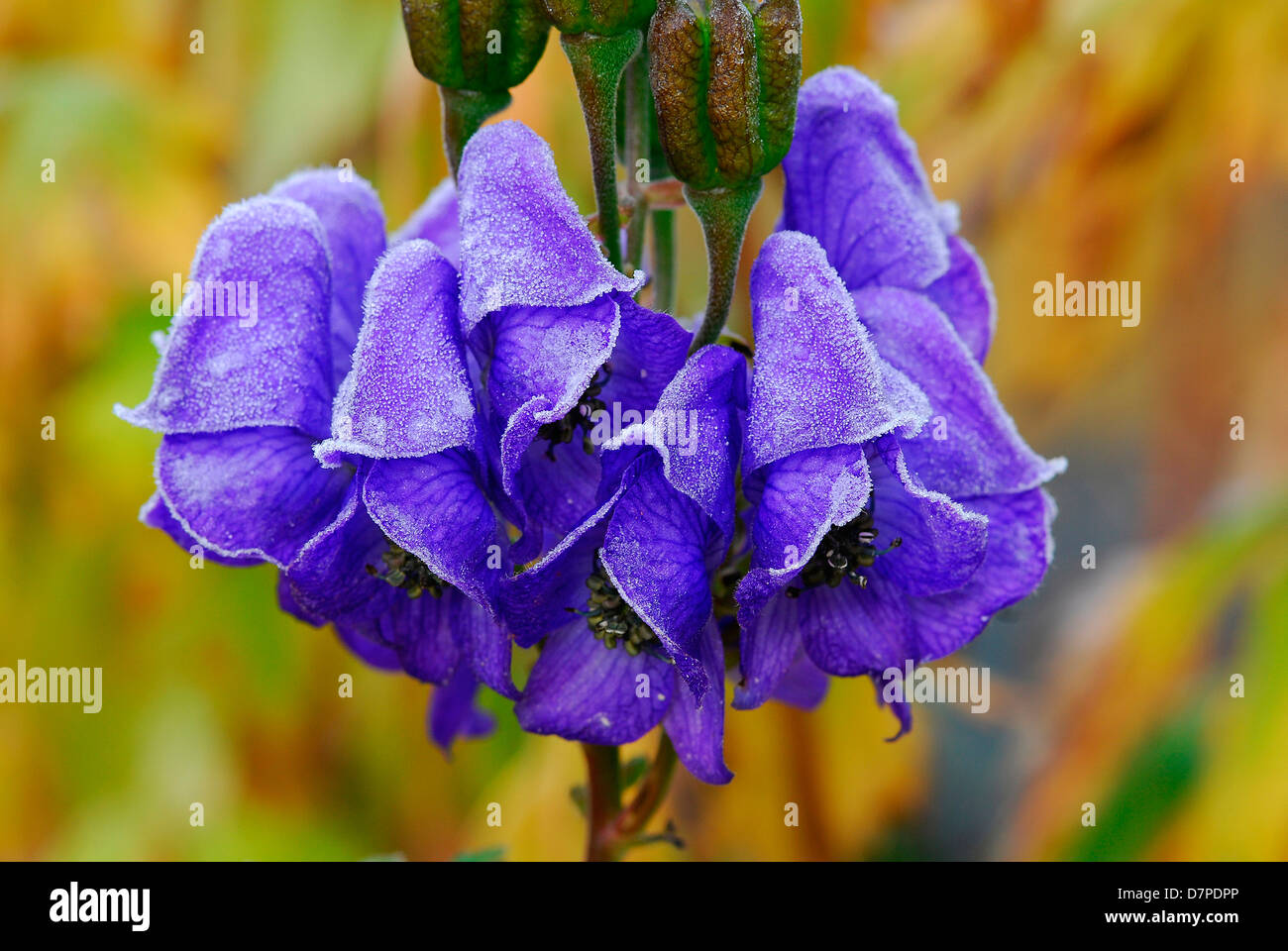 Monkshood (Aconitum napellus), Monkshood, Blossoms oltre rivestita con rime, Blauer Eisenhut, Bluete mit Raureif ueberzogen Foto Stock