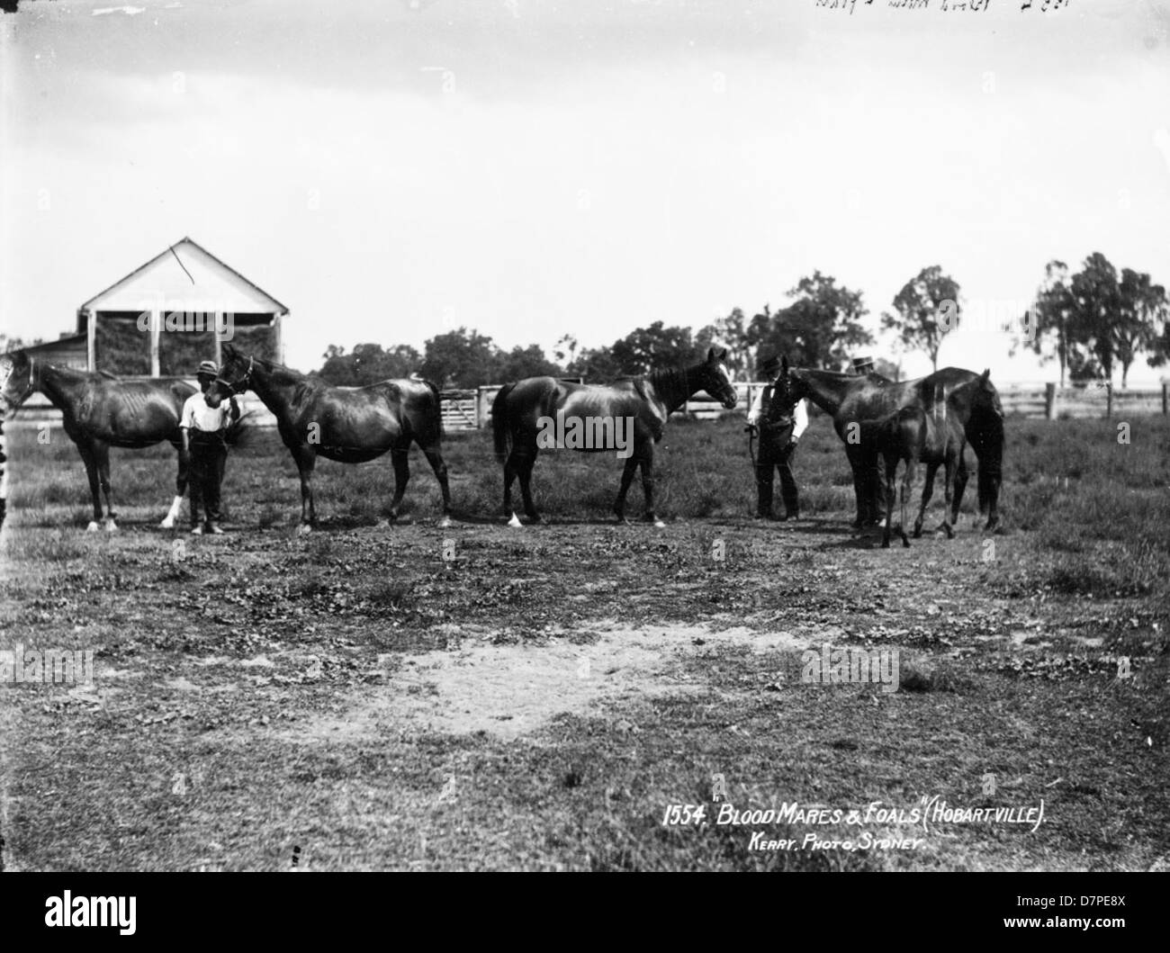 Quest'immagine mostra puledri di sangue e puledri al museo Hobartville Powerhouse. La fotografia cattura i cavalli in un ambiente naturale all'aperto, riflettendo il significato storico di questi animali nell'agricoltura e nelle pratiche di allevamento australiane. Foto Stock