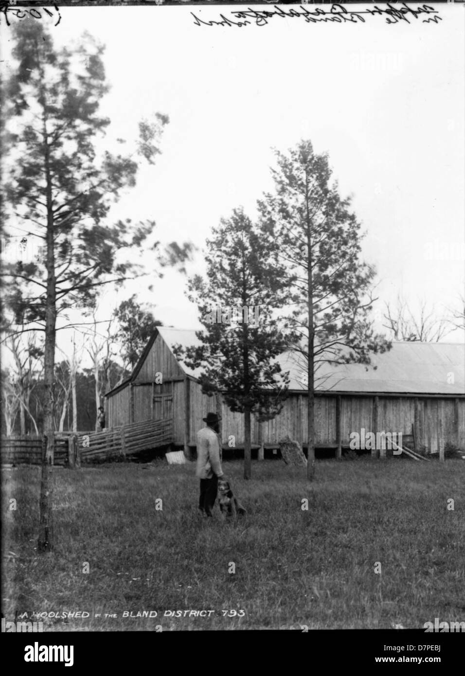 Questa fotografia in bianco e nero cattura un capannone nel distretto di Bland, che mostra la vita quotidiana degli agricoltori nelle zone rurali dell'Australia. L'immagine evidenzia il cane da lavoro, la struttura woolshed e il paesaggio agricolo. Foto Stock