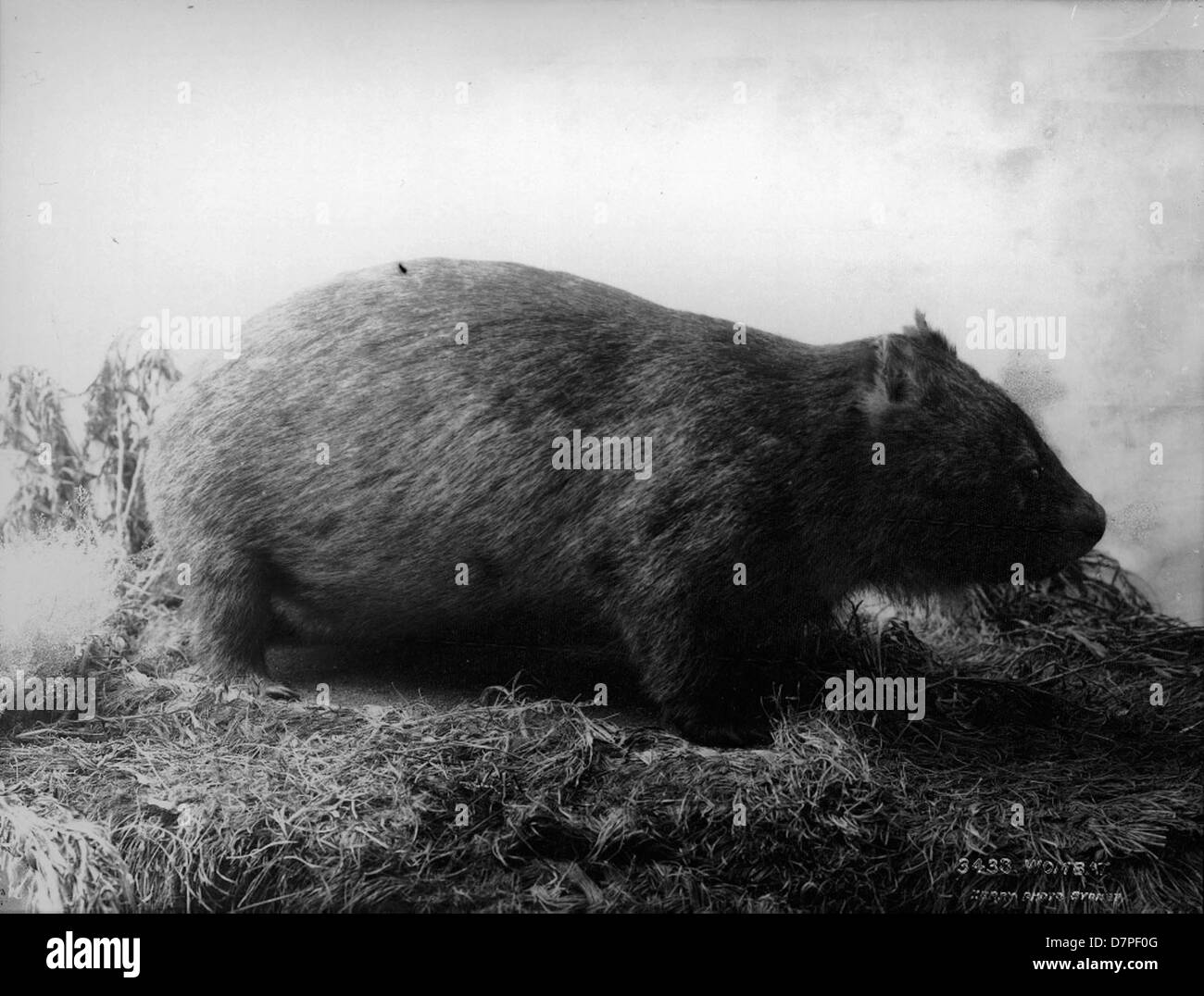 Un esemplare di tassidermia del wombat (Vombatus ursinus), un marsupiale nativo dell'Australia, in mostra al Powerhouse Museum, che presenta la sua anatomia e le sue caratteristiche fisiche, e sottolinea il suo status nella fauna australiana. Foto Stock