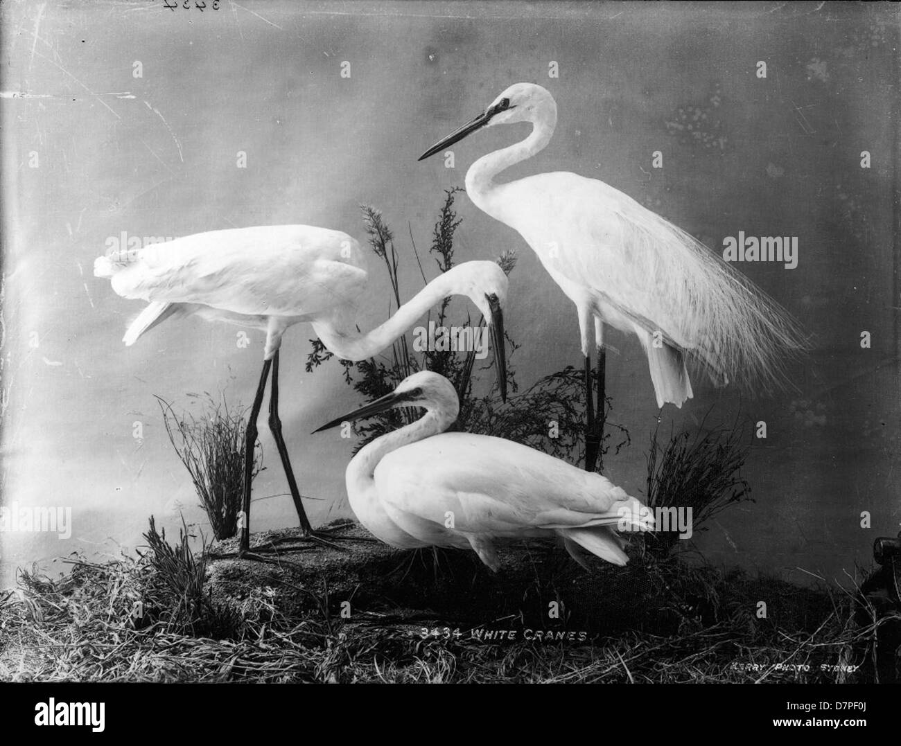 Gru bianche Taxidermied in mostra al Powerhouse Museum, che mostrano la bellezza di questi uccelli in una posa naturale. La mostra mette in evidenza la collezione del museo di esemplari di fauna selvatica. Foto Stock