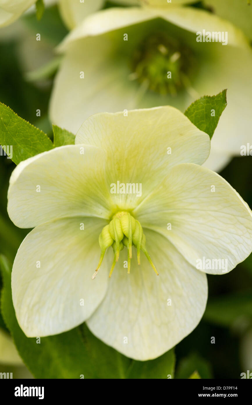Helleborus Orientalis, Primavera 2013 Foto Stock