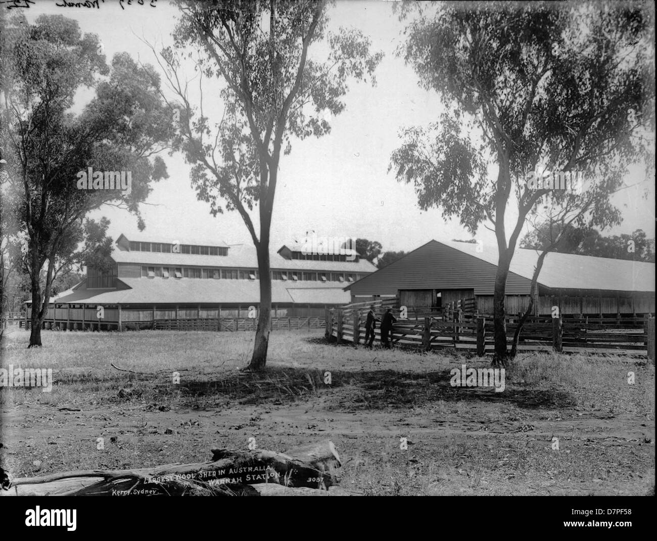 Warrah Station, situata in Australia, è sede del più grande capannone di lana del paese. Questa struttura storica, parte della Australian Agricultural Company, è stata utilizzata per la produzione di lana ed esemplifica il significato della pastoralità nella storia agricola australiana. Il capannone, circondato da erba e alberi, rimane un simbolo iconico del patrimonio agricolo coloniale australiano. Foto Stock