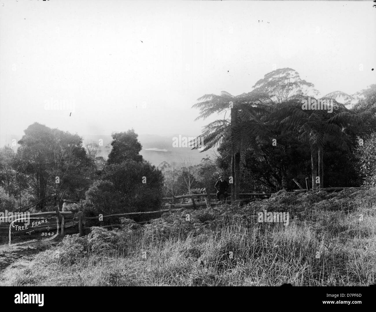 Questa immagine in bianco e nero del Powerhouse Museum presenta felci e una palma in un paesaggio naturale. La foto cattura la varietà della vita vegetale nell'ambiente australiano, mostrando la bellezza distinta delle felci e delle palme nel loro habitat nativo. Foto Stock