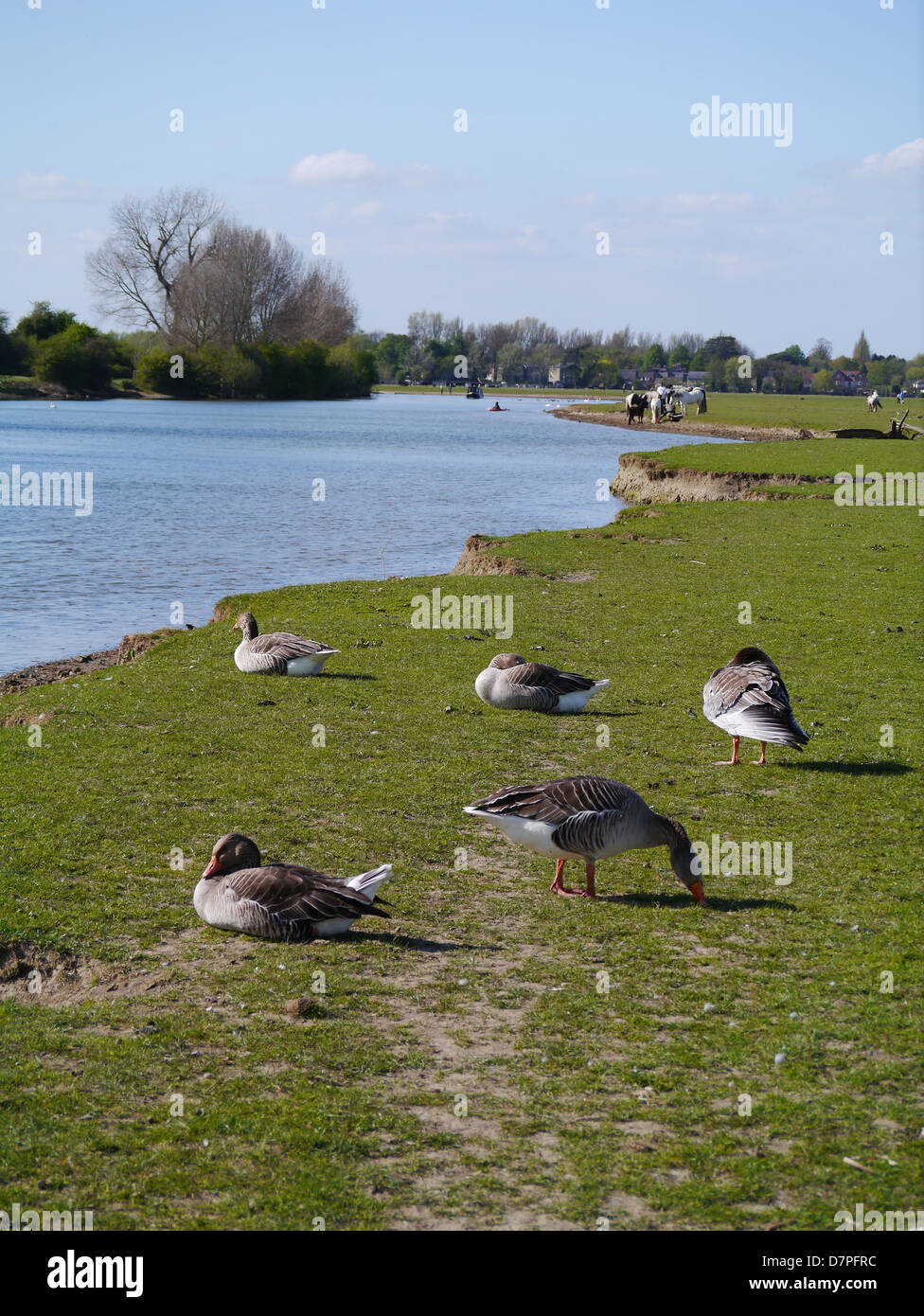 Oche di pascolare su Prato Porta vicino a Oxford, Oxfordshire, Regno Unito Foto Stock