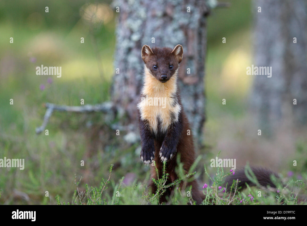 Martora (Martes martes). La Black Isle. Highland. Scozia Foto Stock