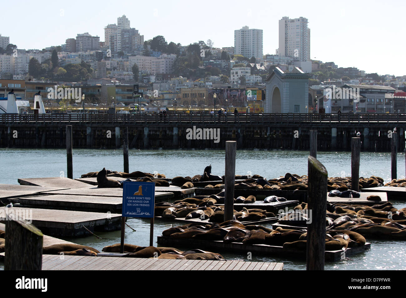 California i leoni di mare su Pier 39, Fisherman's Wharf di San Francisco, California. Foto Stock