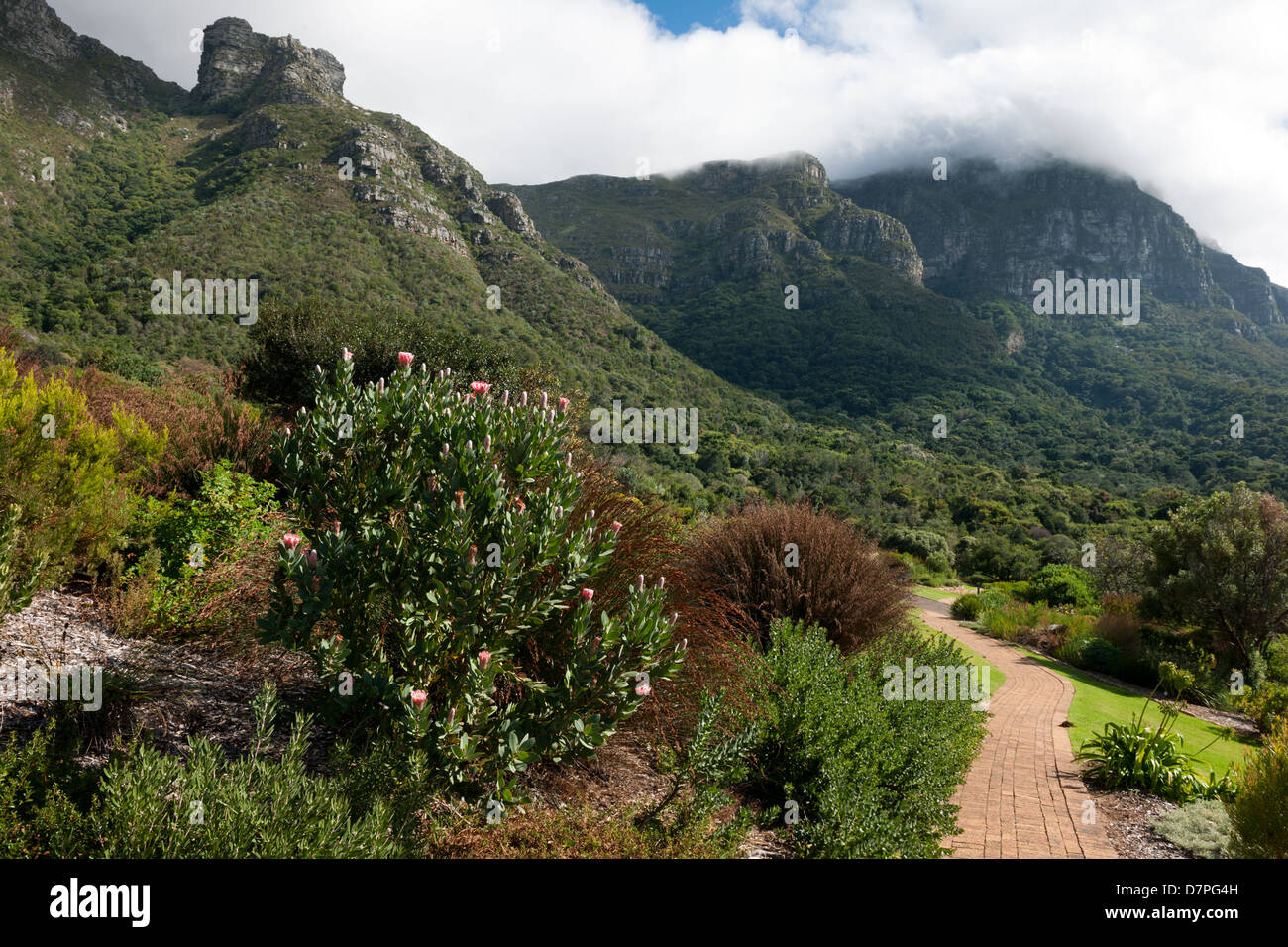 Kirstenbosch National Botanical Garden sul footslopes di Table Mountain e Cape Town, Sud Africa Foto Stock