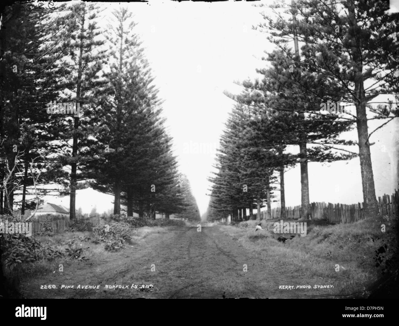Pine Avenue sull'isola di Norfolk presenta l'imponente Araucaria heterophylla, conosciuta anche come Norfolk Island Pine. La strada è costeggiata da alti pini, che offrono una vista suggestiva. Gli alberi sono una caratteristica notevole del paesaggio dell'isola e sono ospitati nella collezione del Powerhouse Museum. Foto Stock