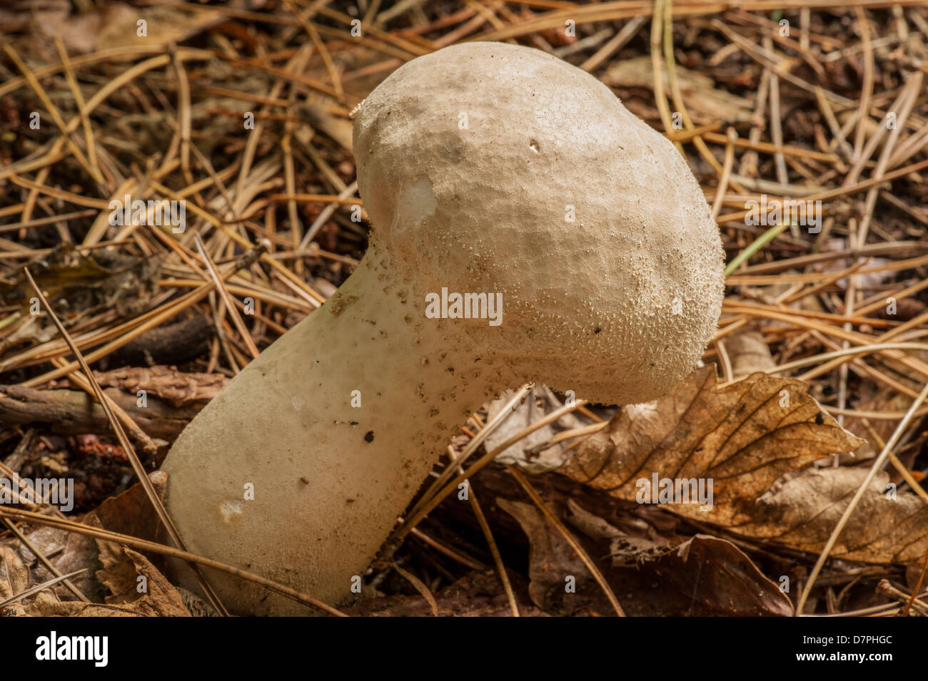 Emergenti Puff comune sfera funghi di aghi di pino Foto Stock
