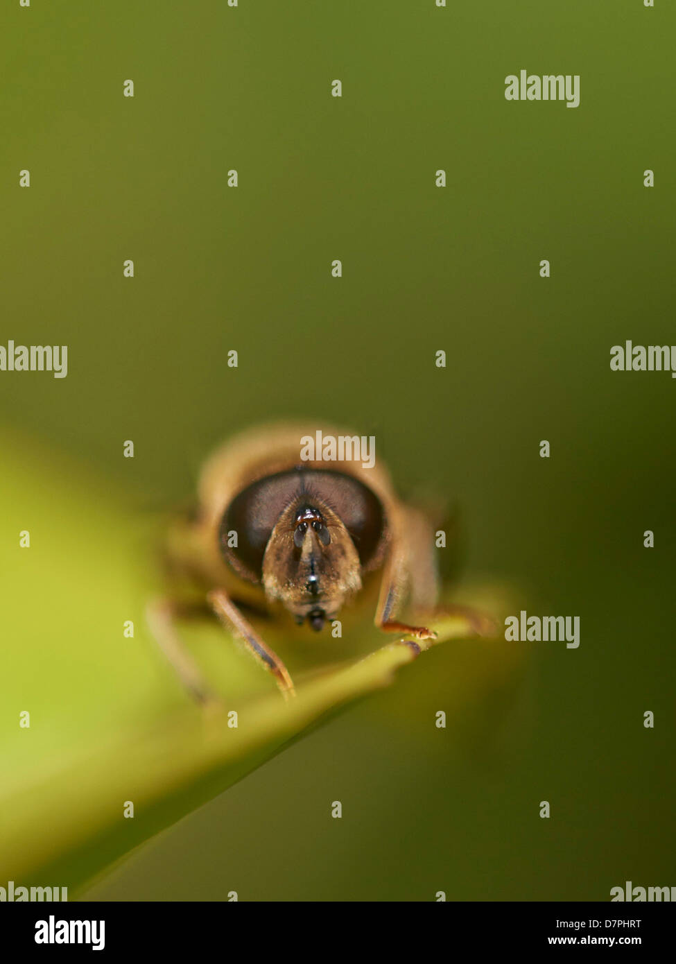 Close up Hoverfly, specie Eristalis Foto Stock