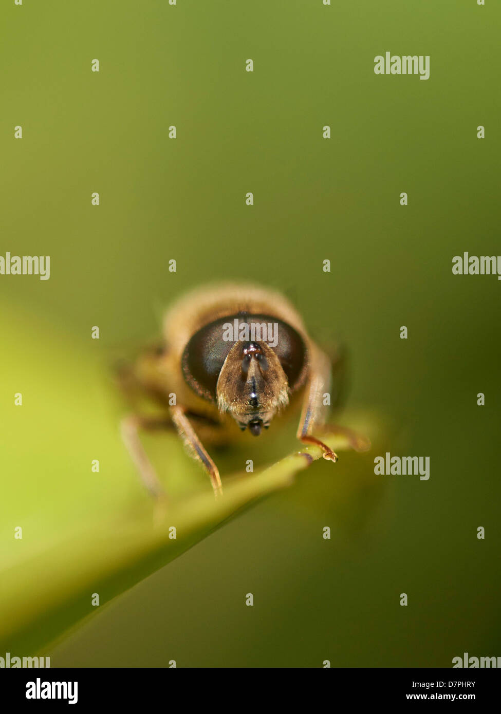 Close up Hoverfly, specie Eristalis Foto Stock